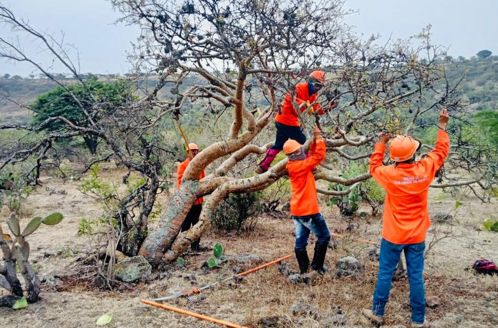 Gobierno de Salamanca emprende labores de saneamiento en árboles del Área Natural Protegida Cuenca Alto de Río Temascatio