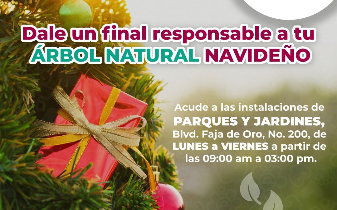 Gobierno de Salamanca te invita a desechar tu arbolito natural de navidad de manera responsable.